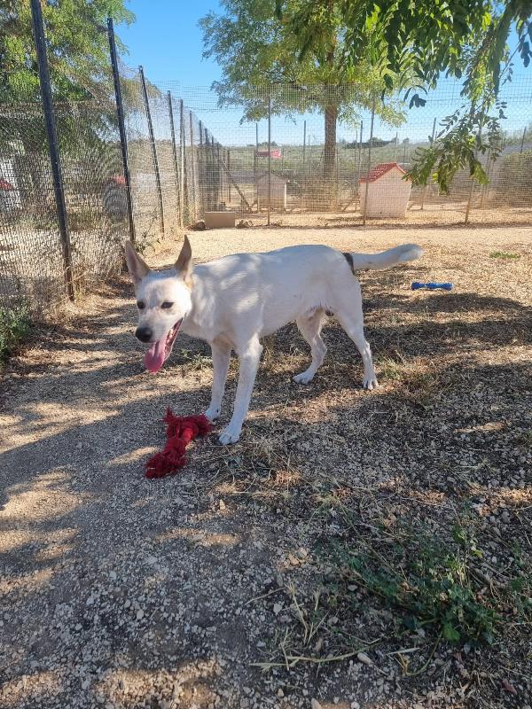 Buby Cucciolo 8 Mesi Taglia Media 